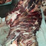 تكريم ابطال مركز شباب حلميه الزيتون لحصولهم علي بطوله كأس مصر