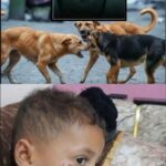 مجلس القبائل العربية والمصرية يختار مجدي فانوس أمينًا عامًا مساعدًا وأمينًا للمواطنة