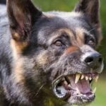 جامعة الأزهر..رئيس الجامعة يشارك في اجتماع لجنة اختيار الفائزين بجائزة الملك فيصل العالمية بالرياض