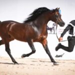 محافظ السويس يستقبل مستشار رئيس الجمهورية للتنمية المحلية لمتابعة مشروعات التنمية بالمحافظة