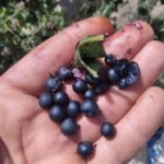 عوده صوت الشارع المصري للمطالبه بمجلس محلي