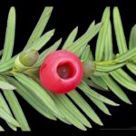 نائب محافظ البحر الأحمر تبحث تعزيز التوعية بالتحول الرقمى