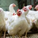 محافظ الإسكندرية يوجه بالمتابعة المستمرة لتجربة إيقاف ترام الرمل..