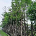 حين تتحول الموهبة إلى إزميل ينحت الصخر: عشرون مفتاحًا في رحلة روجينا نحو بناء مدرستها الخاصة في التمثيل