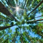 الفصل الثاني: الرماد المتدحرج