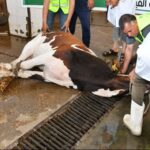 في سابقة لم تحدث من قبل: لافتات حماة الوطن تزين شوارع محافظة البحيرة احتفالا بعيد الاضحى المبارك